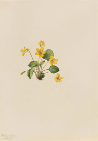 Mary Vaux Walcott - Yellow Violet Viola orbiculata.webp