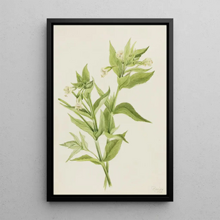 Mary Vaux Walcott - Yellow WillowWeed Epilobium lutem.webp