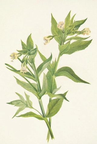 Mary Vaux Walcott - Yellow Willowweed Epilobium lutem (Case Conflict).webp