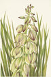 Yucca Yucca baileyi - Mary Vaux Walcott — artwork view