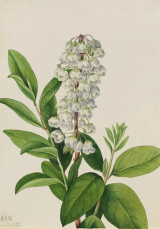 Mary Vaux Walcott - Zenobia Zenobia cassinifolia.webp