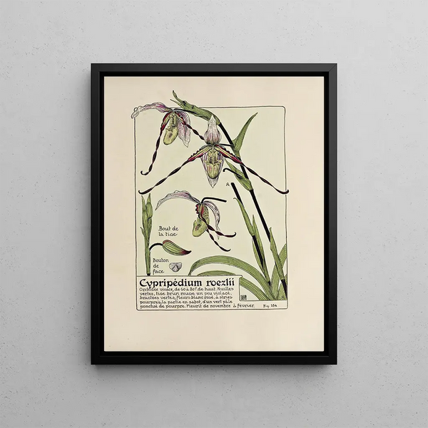Maurice Pillard Verneuil - Cypripedium roezlii.webp