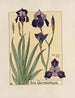 Iris germanico - Maurice Pillard Verneuil — vista de la obra