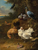 Pollos y palomas en un paisaje - Melchior d'Hondecoeter — vista de la obra