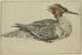 Canard couché avec huppe brune, bec rouge et plumes - Melchior d'Hondecoeter — artwork view