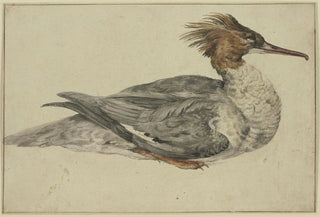 Melchior dHondecoeter - Liegende Ente mit brauner Haube rotem Schnabel und Fen.webp