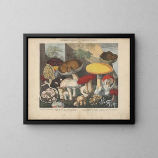 Michel Etienne Descourtilz - Atlas  Des champignons comestibles suspects et vnneux Pl01.webp