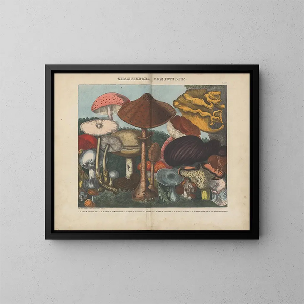 Atlas of suspected edible and poisonous mushrooms Pl03 - Michel Étienne Descourtilz — framed artwork on a wall
