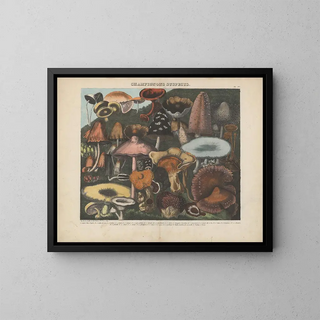 Michel Etienne Descourtilz - Atlas  Des champignons comestibles suspects et vnneux Pl04.webp
