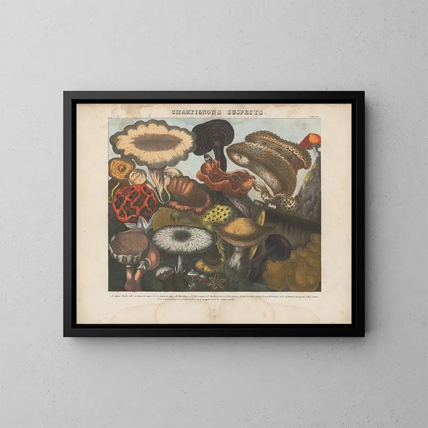 Atlas of suspicious and poisonous edible mushrooms Pl06 - Michel Étienne Descourtilz — framed artwork on a wall