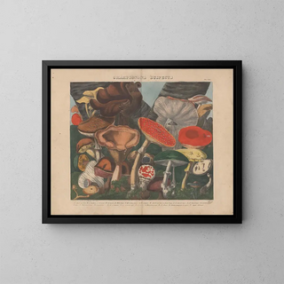 Michel Etienne Descourtilz - Atlas  Des champignons comestibles suspects et vnneux Pl07.webp