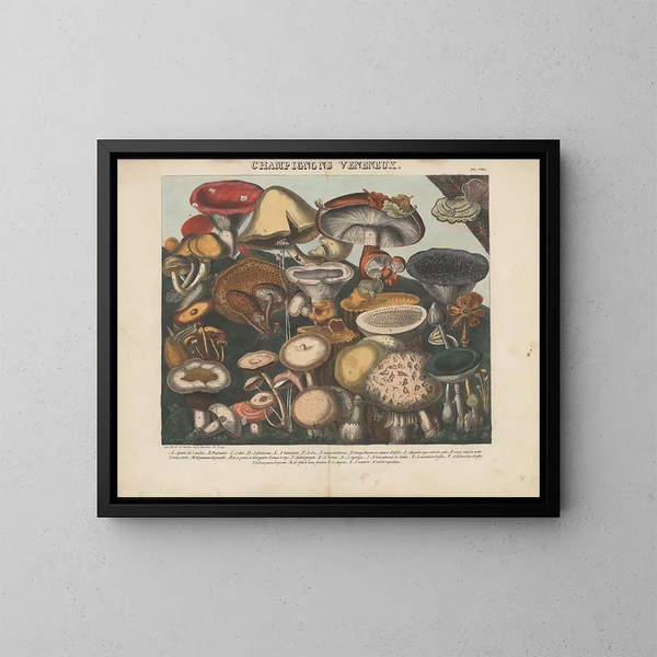 Atlas of suspect and poisonous edible mushrooms Pl08 - Michel Étienne Descourtilz — framed artwork on a wall