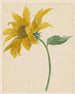 Rama con un girasol - Michiel van Huysum — vista de la obra