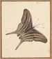 Un papillon - Nicolaas Struyk — vista de la obra