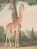 Study of the giraffe offered to Charles X by the viceroy of Egypt - Nicolas Huet the Younger — artwork view
