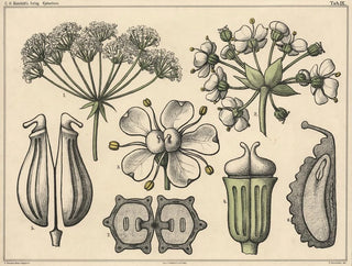 Niels Skovgaard - Umbels.webp