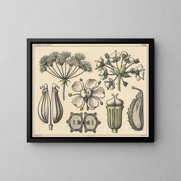 Ombelles - Niels Skovgaard — framed artwork on a wall