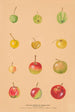 Las manzanas silvestres de Asia Central - Nikolai Ivanovich Vavilov — vista de la obra