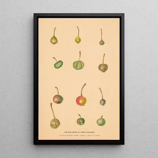 Nikolai Ivanovich Vavilov - The Wild Pears of North Caucasus 2.webp