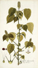 Acalypha alopecuroidea - Nikolaus Joseph Freiherr von Jacquin — vista de la obra
