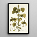 Acalypha alopecuroidea - Nikolaus Joseph Freiherr von Jacquin — cuadro enmarcado en la pared