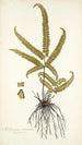 Adiantum striatum - Nikolaus Joseph Freiherr von Jacquin — vista de la obra
