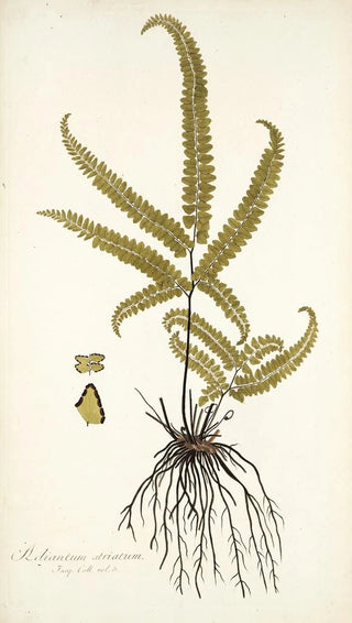 Nikolaus Joseph Freiherr von Jacquin - Adiantum striatum.webp