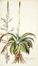 Agave virginica - Nikolaus Joseph Freiherr von Jacquin — vista de la obra