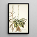 Agave virginica - Nikolaus Joseph Freiherr von Jacquin — cuadro enmarcado en la pared