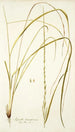 Agrostis tenacissima - Nikolaus Joseph Freiherr von Jacquin — vista de la obra