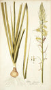 Albuca abyssinica - Nikolaus Joseph Freiherr von Jacquin — vista de la obra