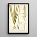 Albuca abyssinica - Nikolaus Joseph Freiherr von Jacquin — cuadro enmarcado en la pared