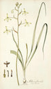 Albuca flaccida - Nikolaus Joseph Freiherr von Jacquin — vista de la obra