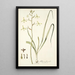 Albuca flaccida - Nikolaus Joseph Freiherr von Jacquin — cuadro enmarcado en la pared