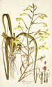 Albuca major - Nikolaus Joseph Freiherr von Jacquin — vista de la obra