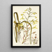 Albuca major - Nikolaus Joseph Freiherr von Jacquin — cuadro enmarcado en la pared