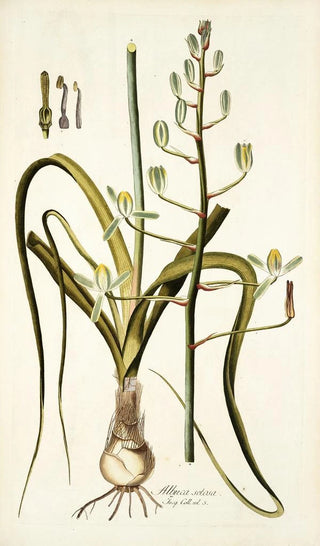 Nikolaus Joseph Freiherr von Jacquin - Albuca setosa.webp