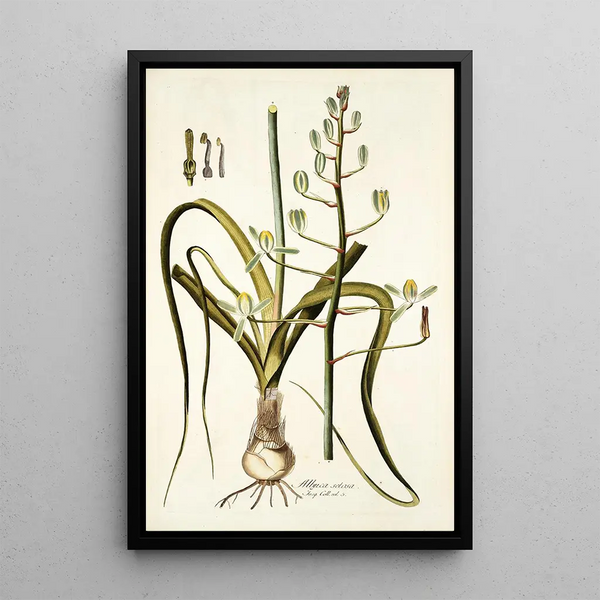 Nikolaus Joseph Freiherr von Jacquin - Albuca setosa.webp
