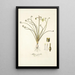 Albuca spiralis - Nikolaus Joseph Freiherr von Jacquin — cuadro enmarcado en la pared