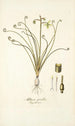 Albuca spiralis - Nikolaus Joseph Freiherr von Jacquin — vista de la obra