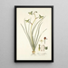 Albuca viridiflora - Nikolaus Joseph Freiherr von Jacquin — cuadro enmarcado en la pared