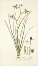 Albuca viridiflora - Nikolaus Joseph Freiherr von Jacquin — vista de la obra