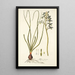 Albuca viscosa - Nikolaus Joseph Freiherr von Jacquin — cuadro enmarcado en la pared
