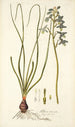Albuca viscosa - Nikolaus Joseph Freiherr von Jacquin — vista de la obra