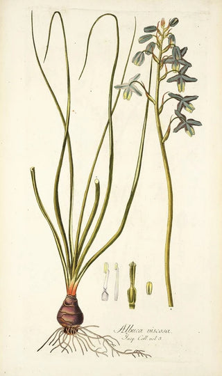 Nikolaus Joseph Freiherr von Jacquin - Albuca viscosa.webp