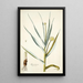 Alium ramosum - Nikolaus Joseph Freiherr von Jacquin — cuadro enmarcado en la pared