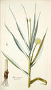 Alium ramosum - Nikolaus Joseph Freiherr von Jacquin — vista de la obra