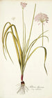 Allium illyricum - Nikolaus Joseph Freiherr von Jacquin | Cuadro — vista de la obra