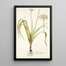 Allium illyricum - Nikolaus Joseph Freiherr von Jacquin | Cuadro — cuadro enmarcado en la pared