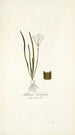 Allium striatum - Nikolaus Joseph Freiherr von Jacquin — vista de la obra